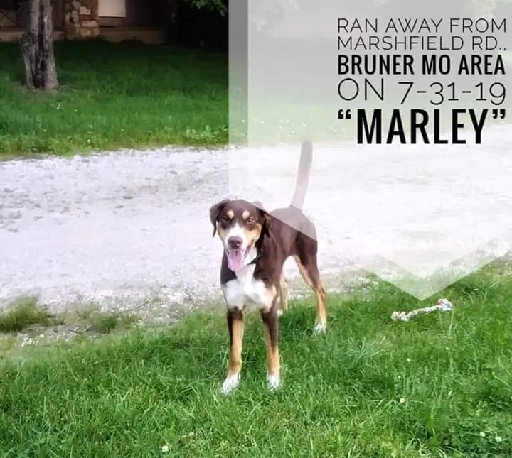 Lost dog in Bruner, MO, 65620