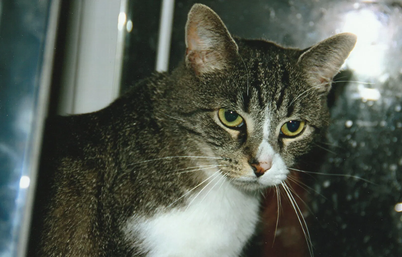 Lost cat in Walkerton, IN, 46574