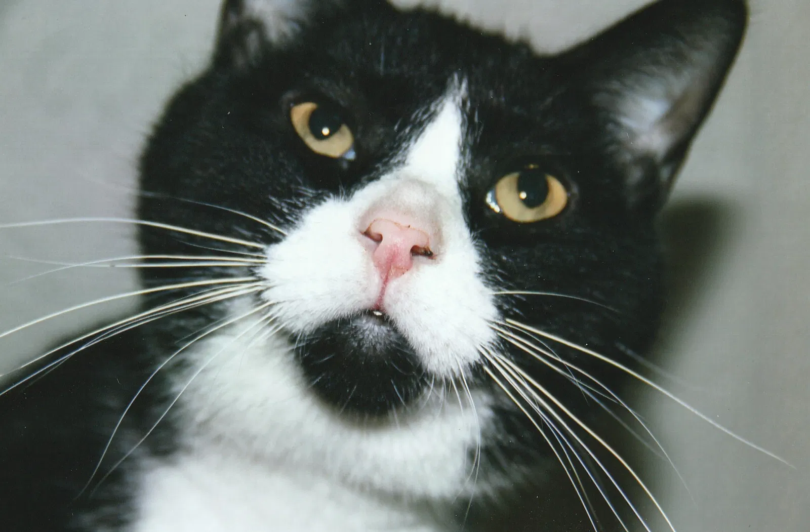 Lost cat in Walkerton, IN, 46574
