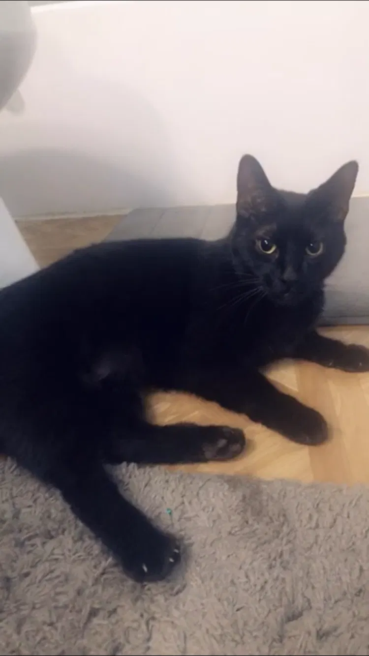 Lost cat in Rochester, MI, 48307