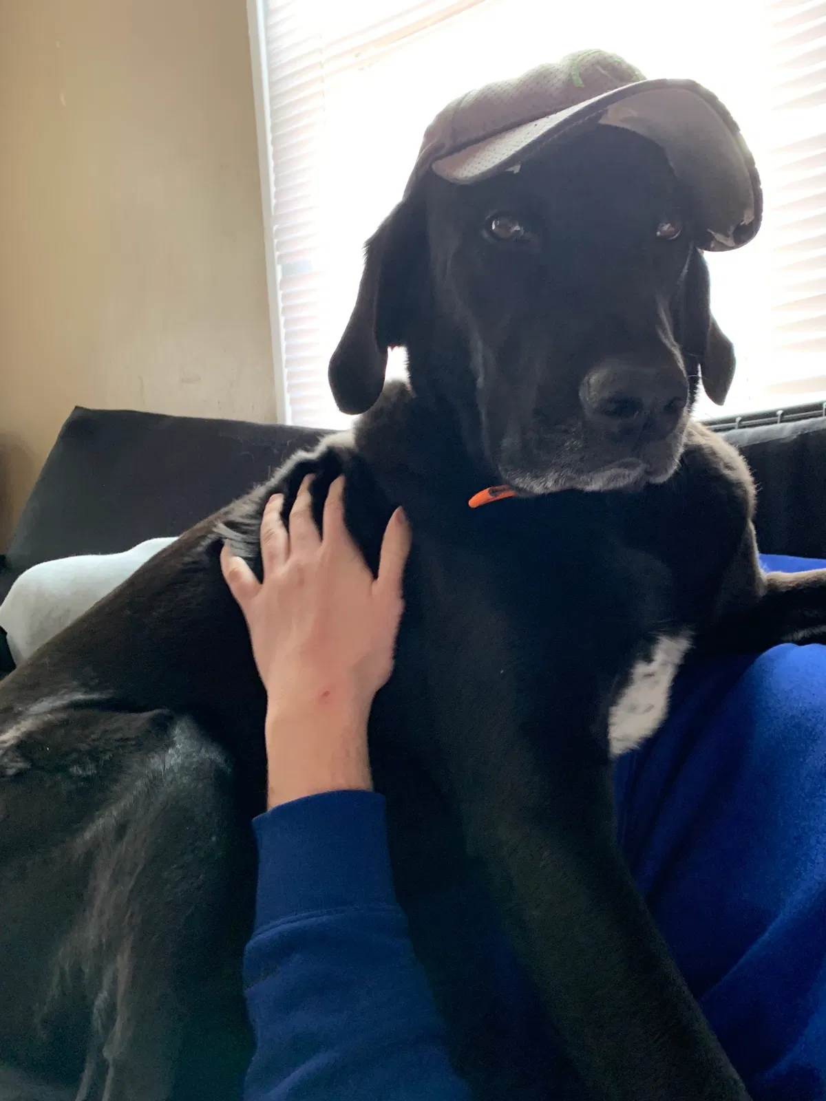 Lost dog in Spring Hill, KS, 66083