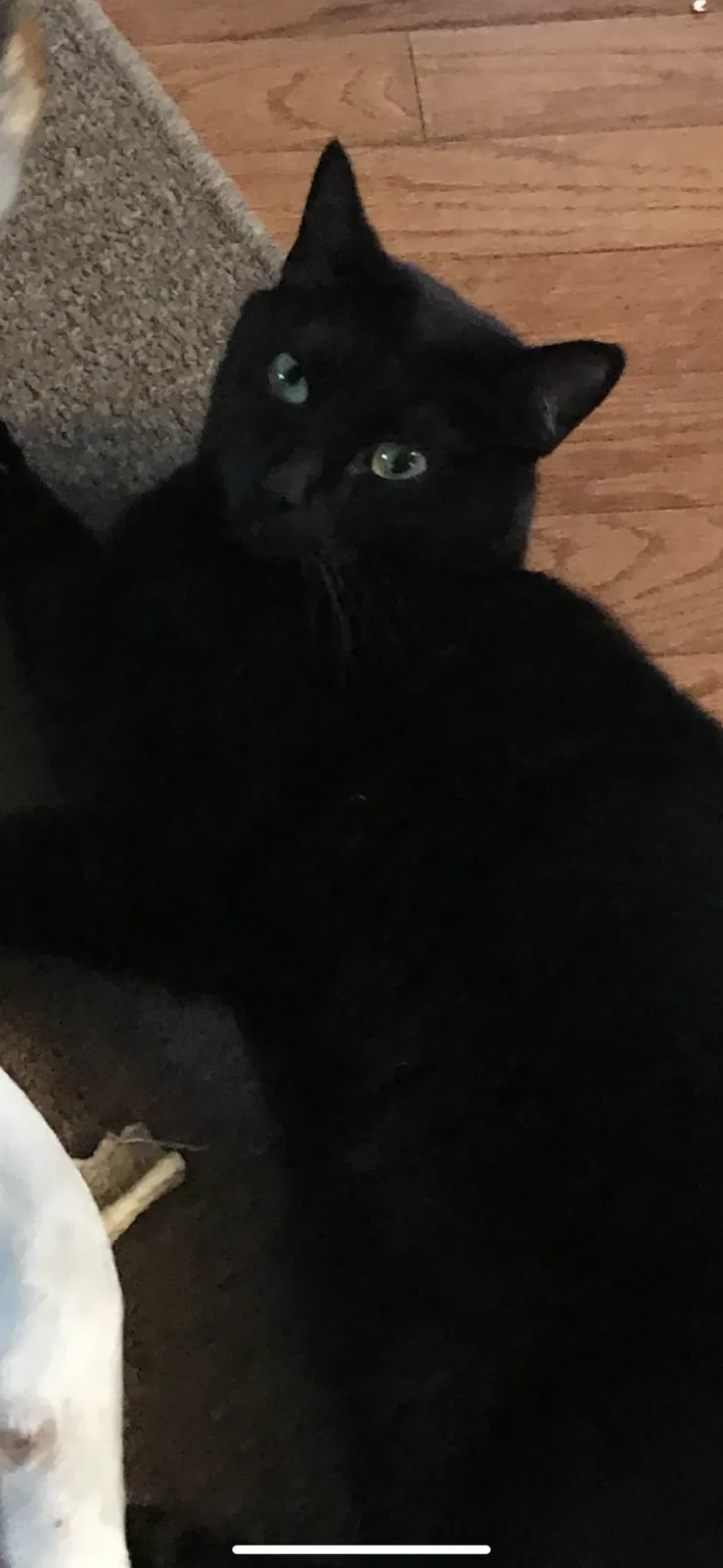 Lost cat in Arlington, VA, 22201
