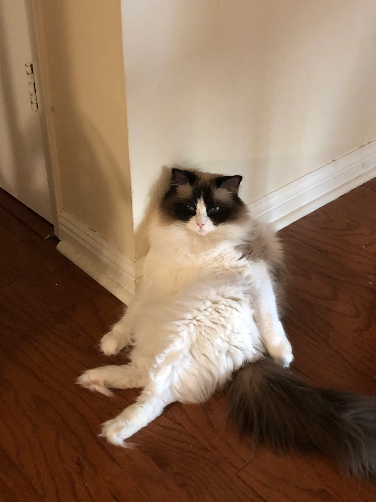Lost cat in Concord, CA, 94521