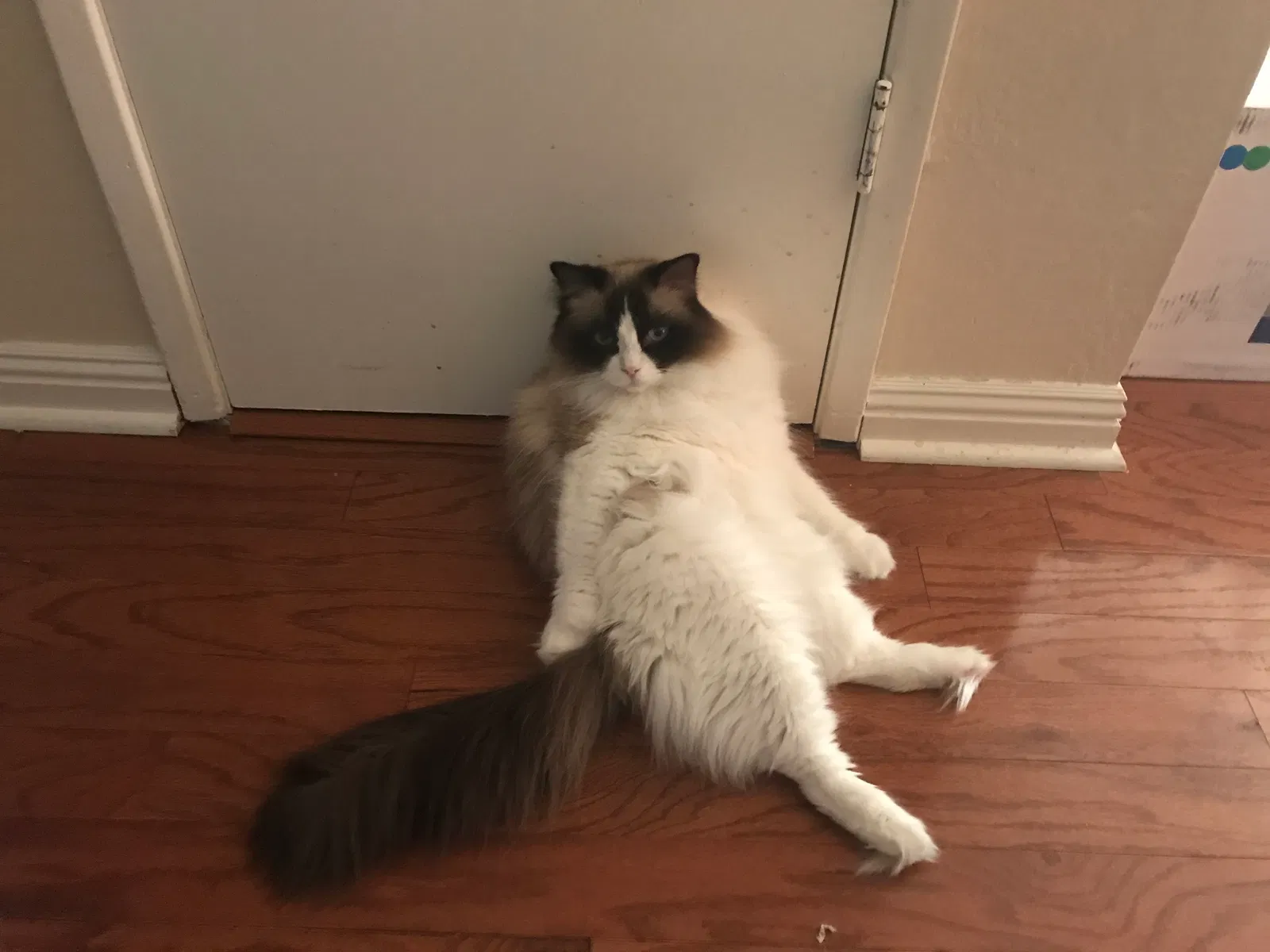 Lost cat in Concord, CA, 94521