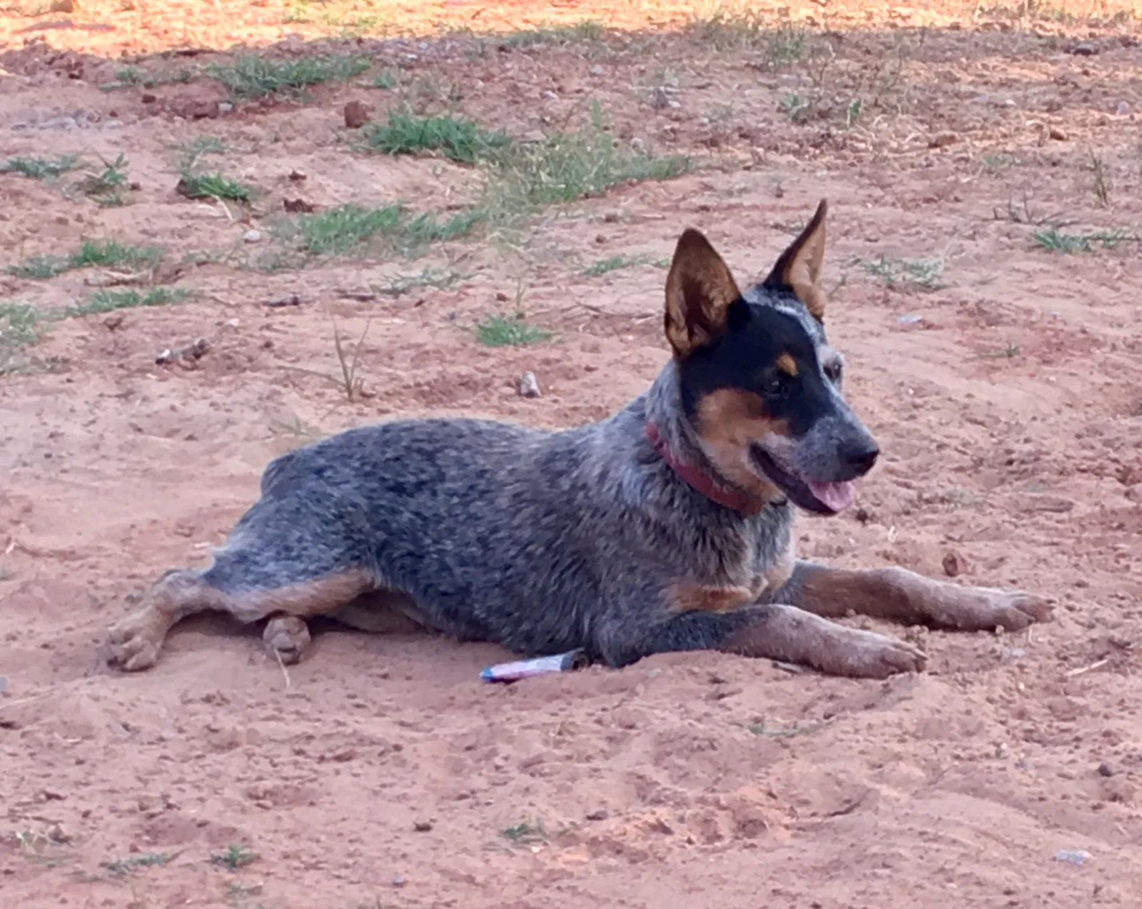 Lost dog in Norman, OK, 73026