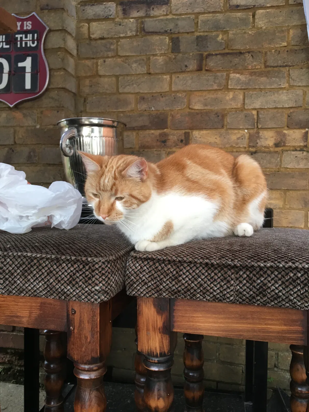 Lost cat in Unknown, AR, 0