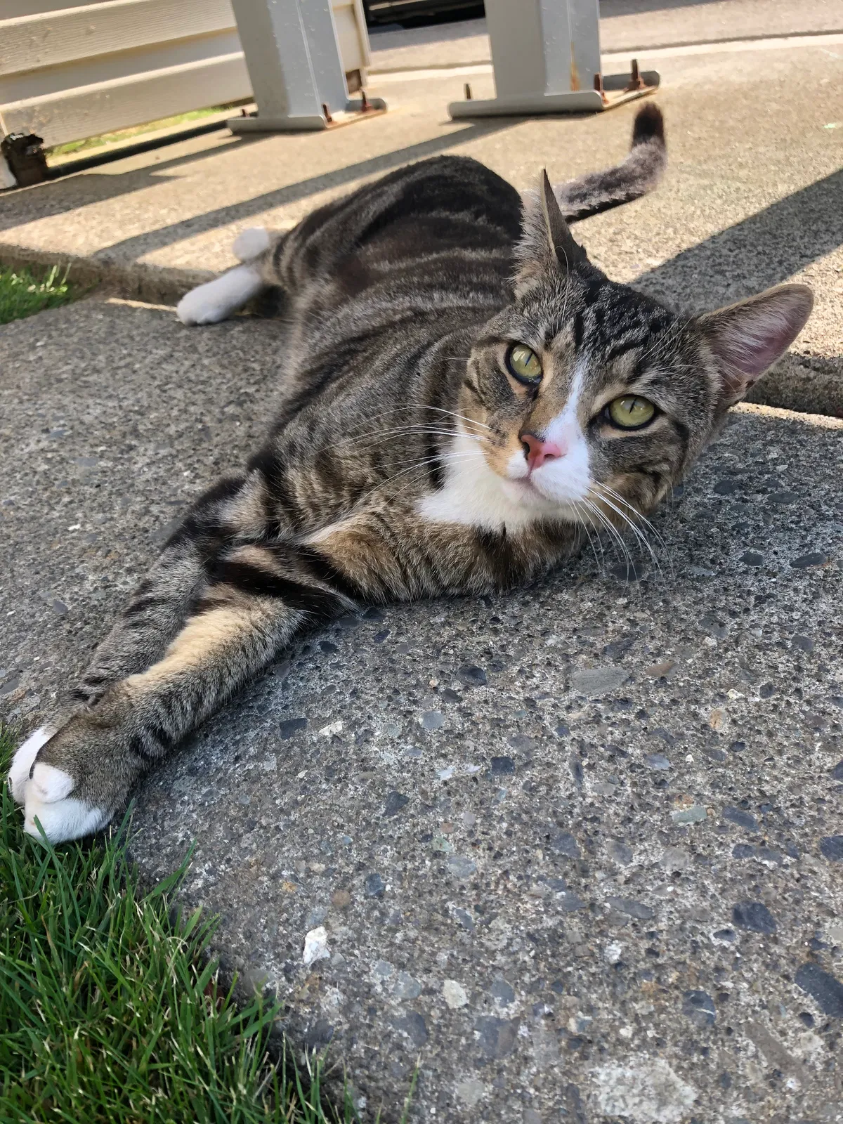 Lost cat in Bellingham, WA, 98226