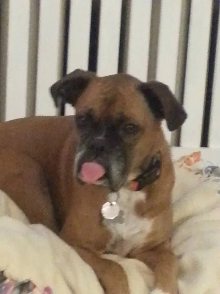 Lost dog in Atwater, OH, 44201