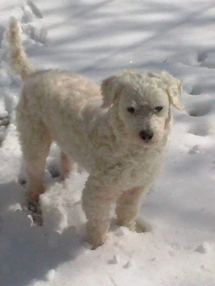 Lost dog in Fort Worth, TX, 76111
