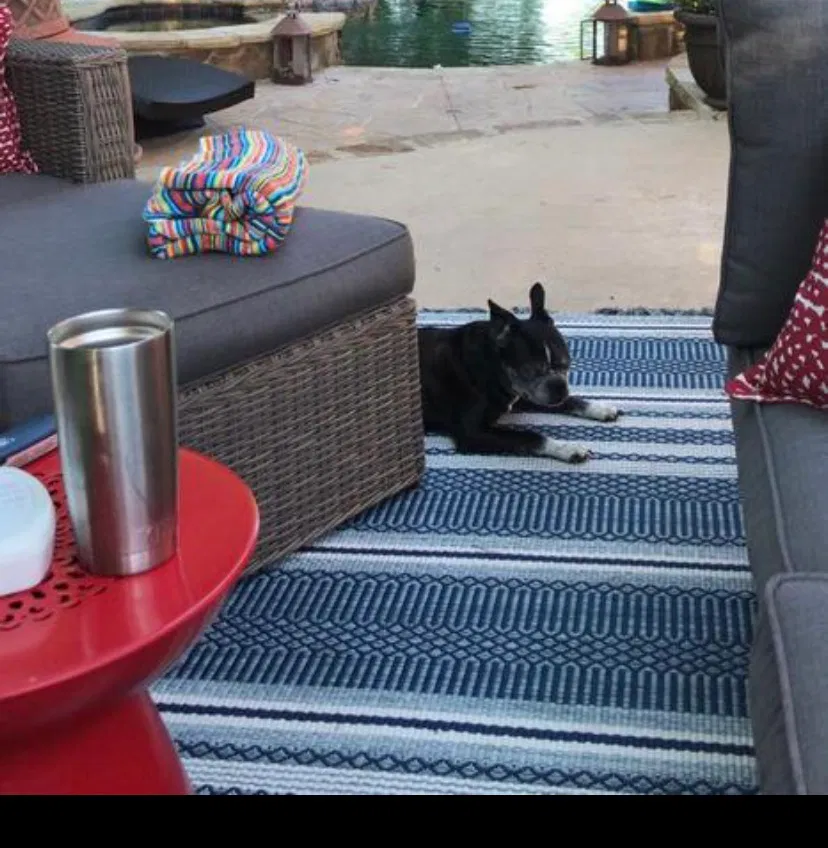 Lost dog in Plano, TX, 75025
