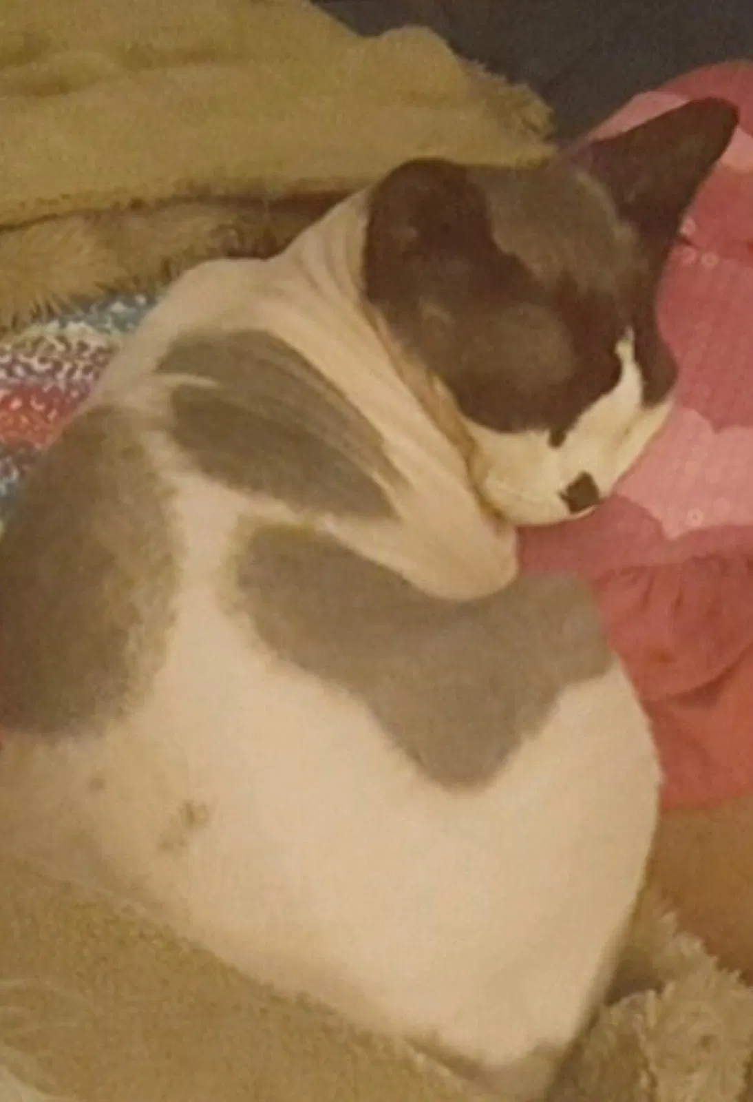 Lost cat in Mesa, AZ, 85215