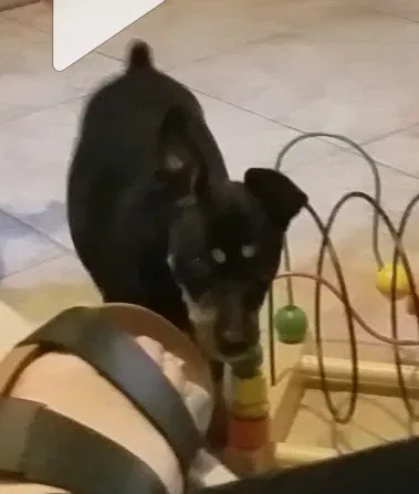 Lost dog in Bakersfield, CA, 93308