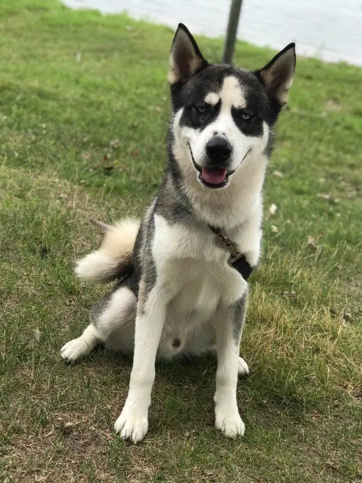 Lost dog in Hoffman, MN, 56339