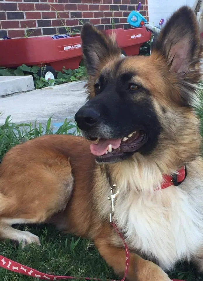 Lost dog in New Braunfels, TX, 78132
