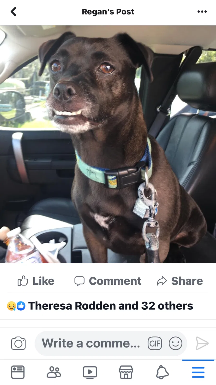 Lost dog in New Port Richey, FL, 34652