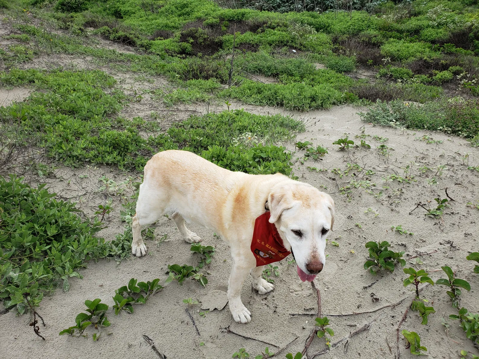Lost dog in New Braunfels, TX, 78132