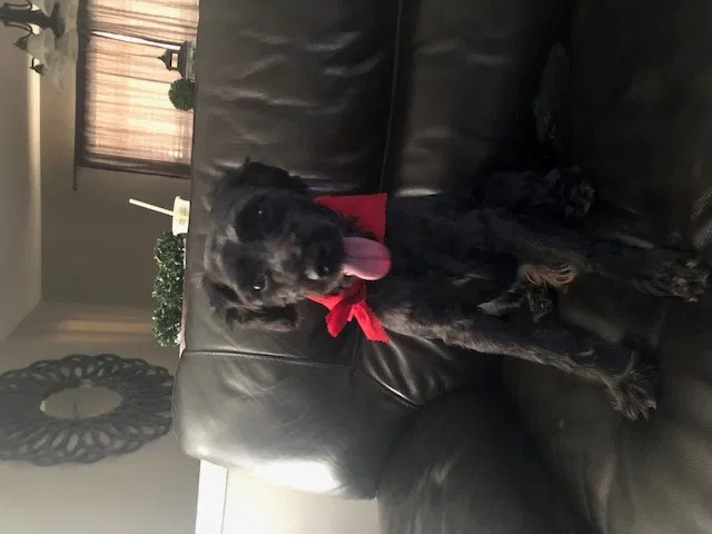 Lost dog in San Antonio, TX, 78247