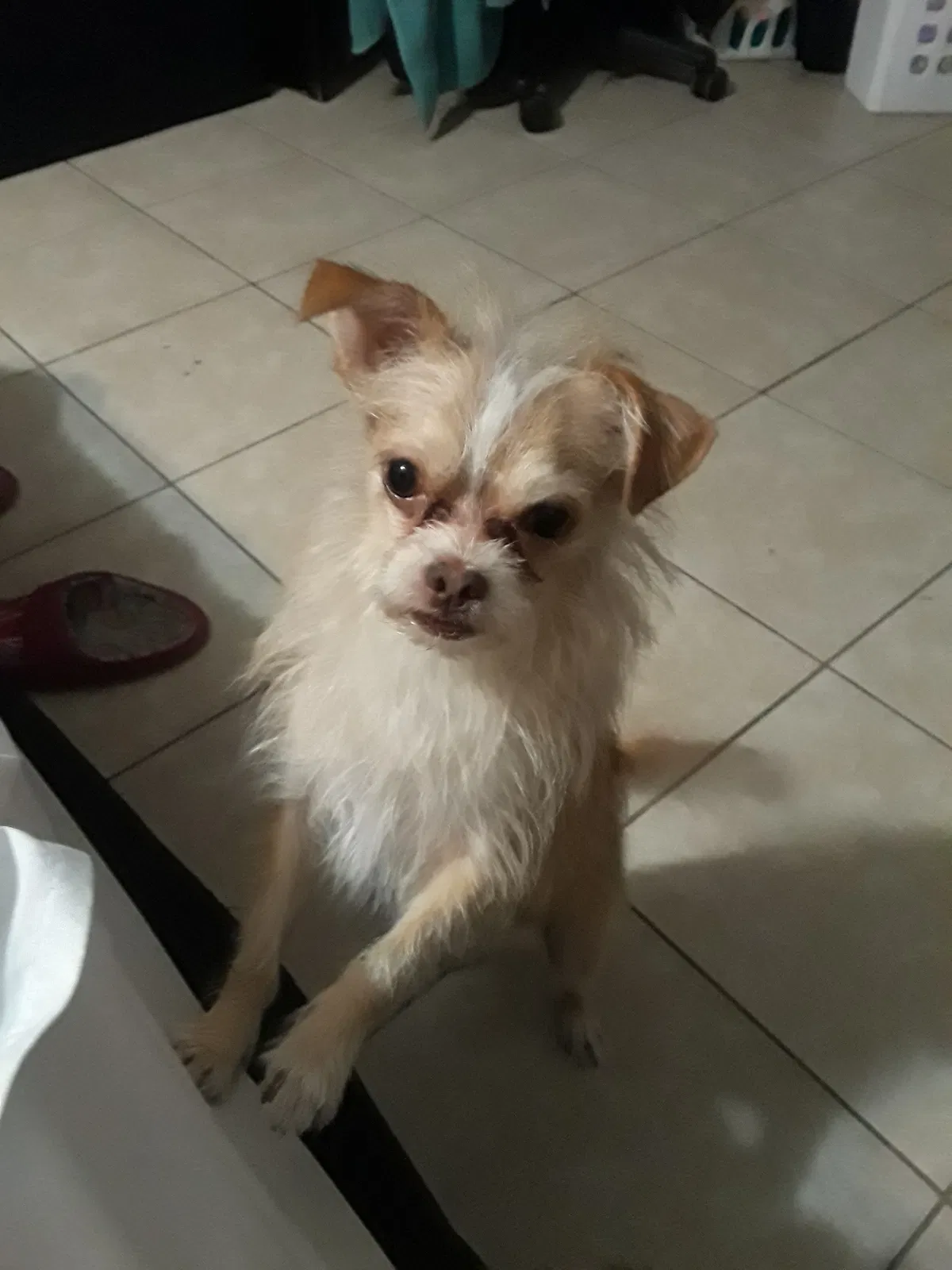 Lost dog in Deltona, FL, 32725