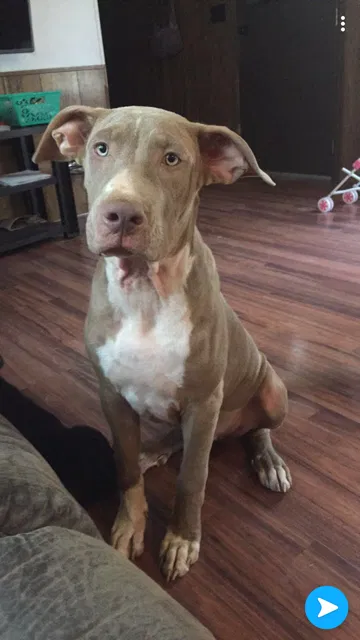 Lost dog in Sardis, MS, 38666
