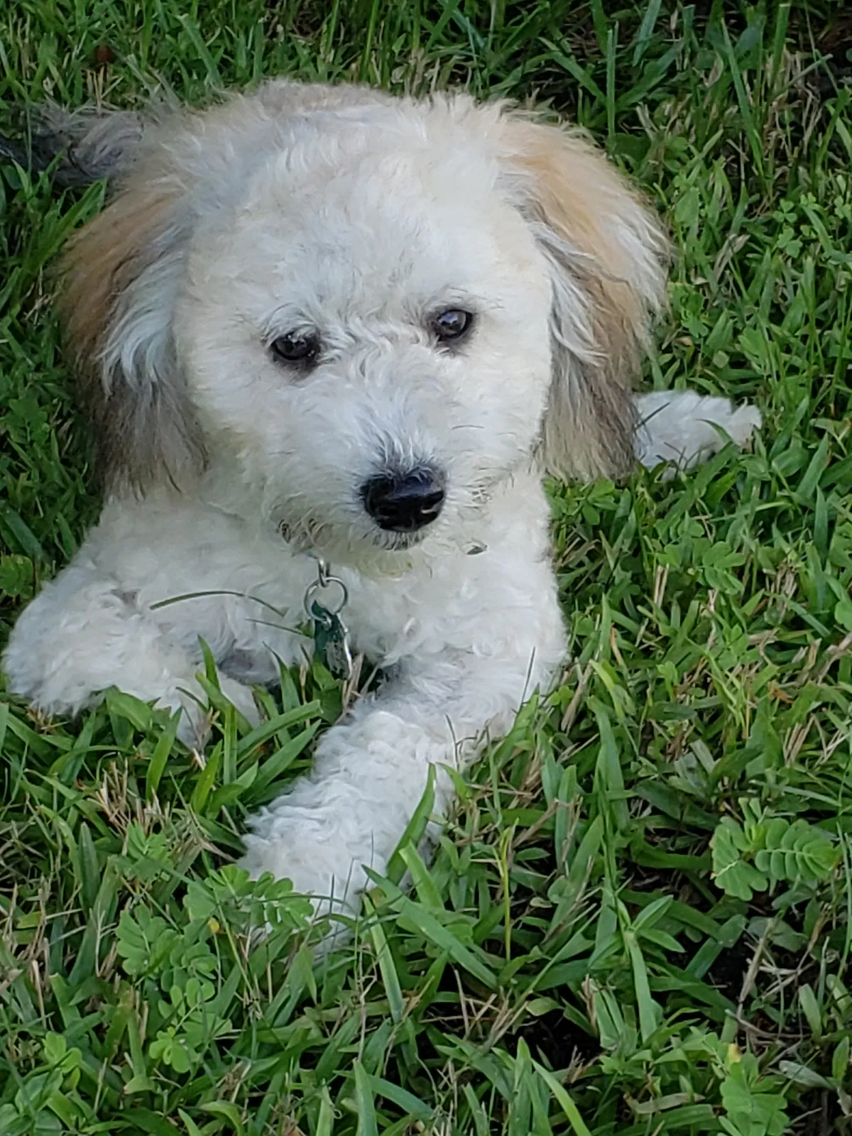 Lost dog in Port Richey, FL, 34668