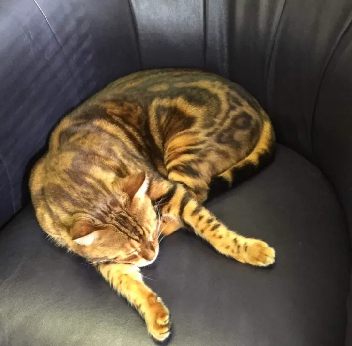 Lost cat in Winter Springs, FL, 32708