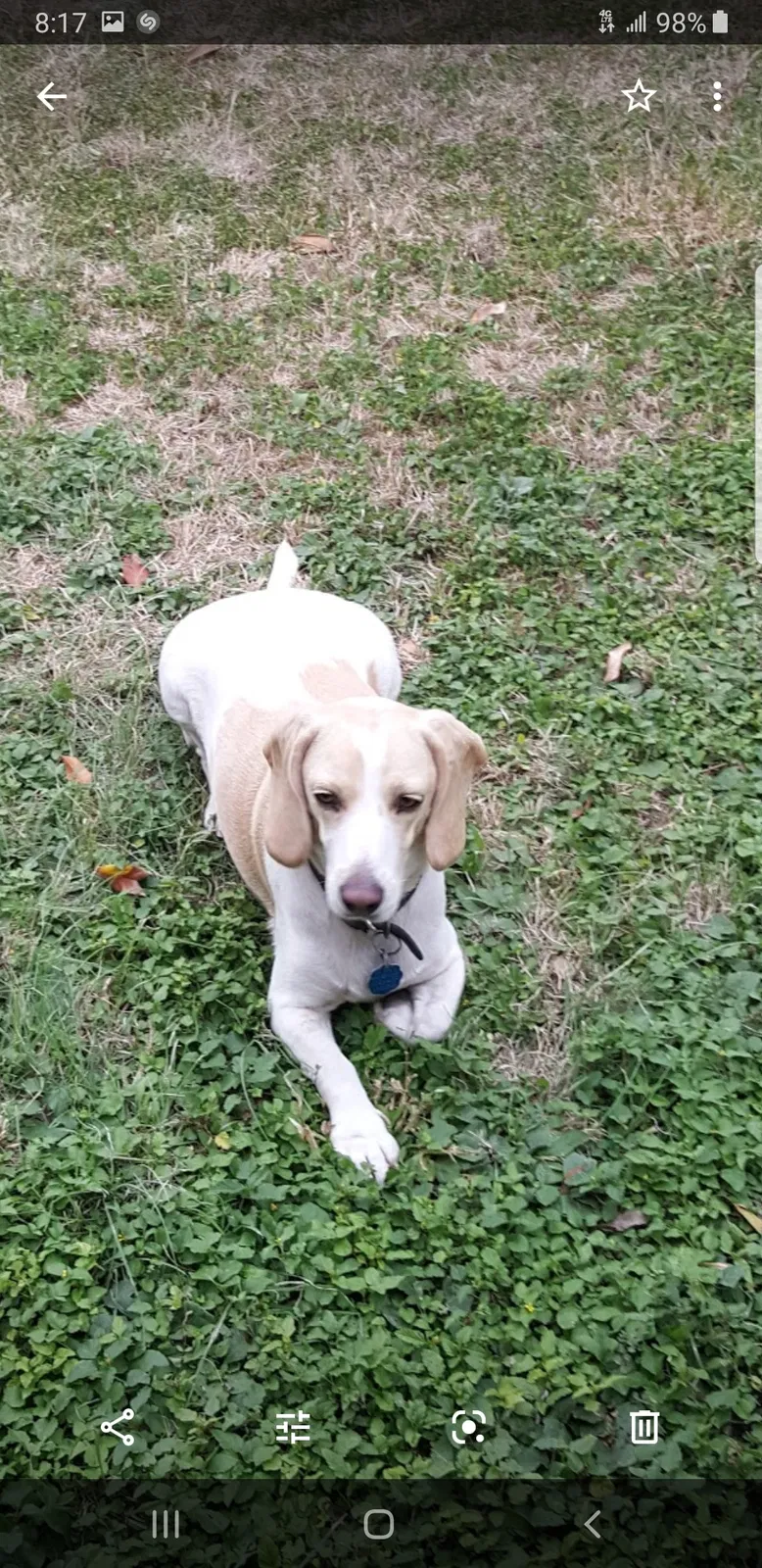 Lost dog in Corpus Christi, TX, 78411