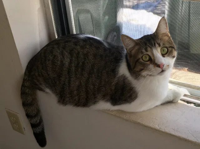 Lost cat in Saint Paul, MN, 55118