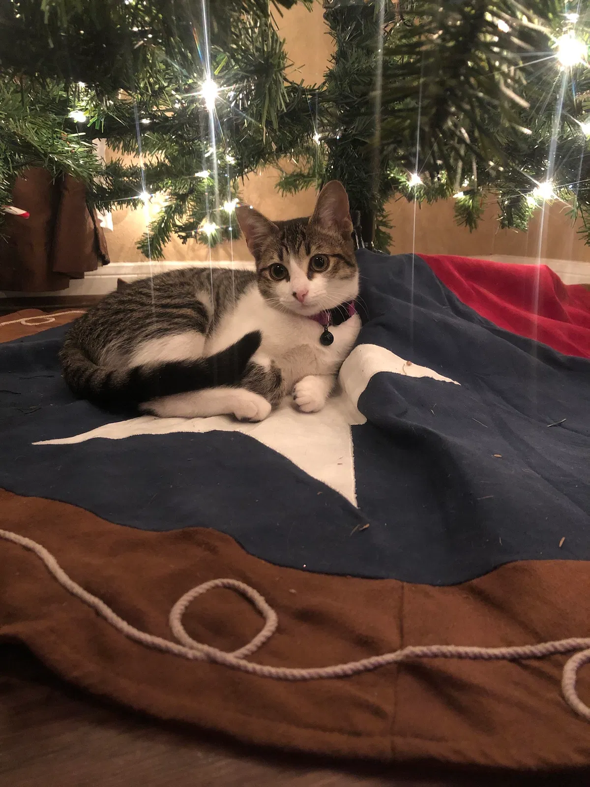 Lost cat in College Station, TX, 77840