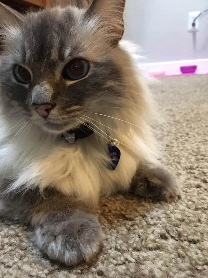 Lost cat in Bothell, WA, 98012