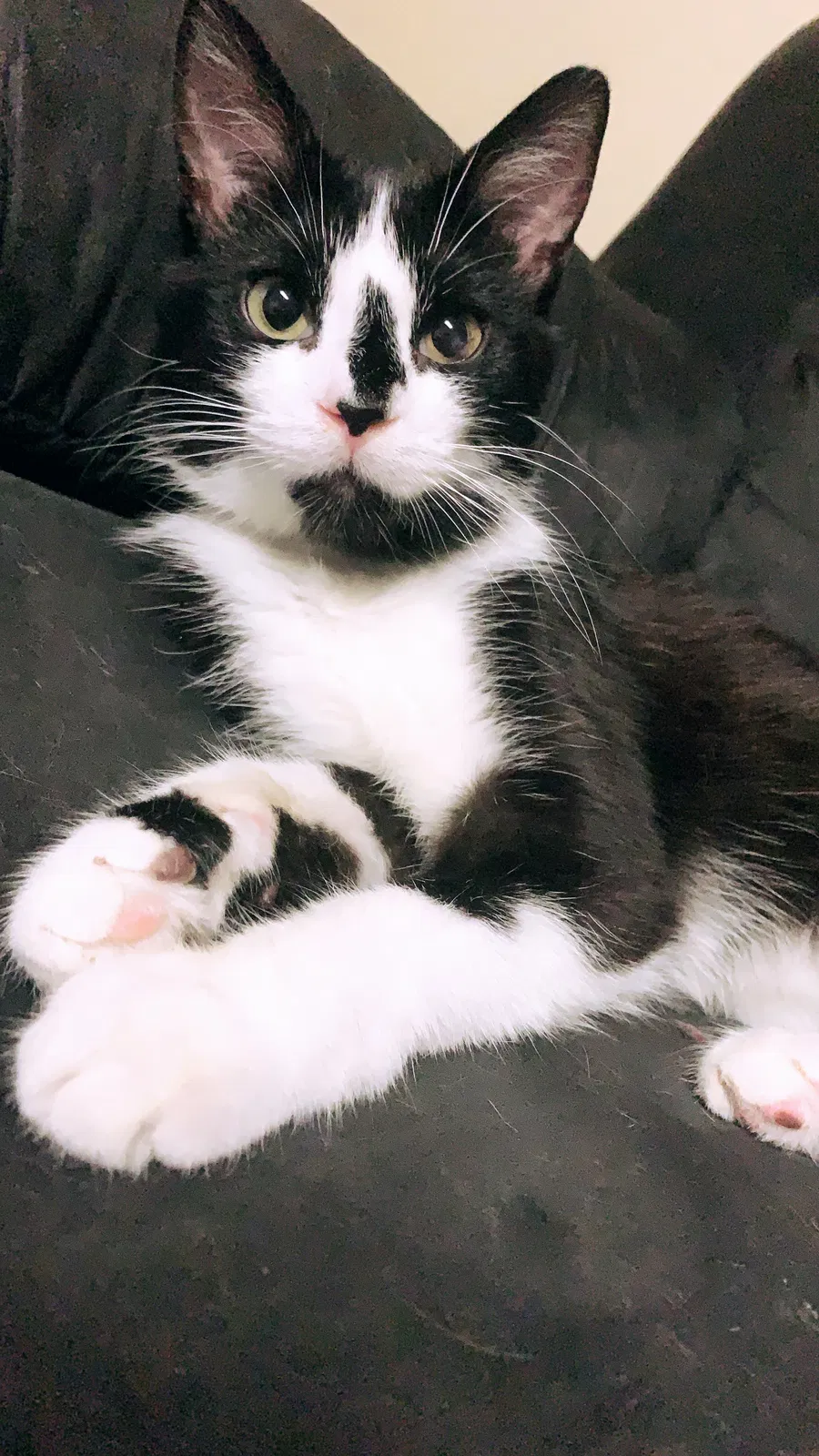 Lost cat in Ithaca, NY, 14850