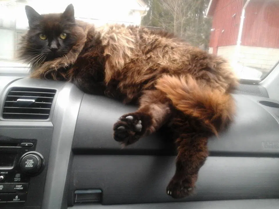 Lost cat in Ashford, CT, 6278