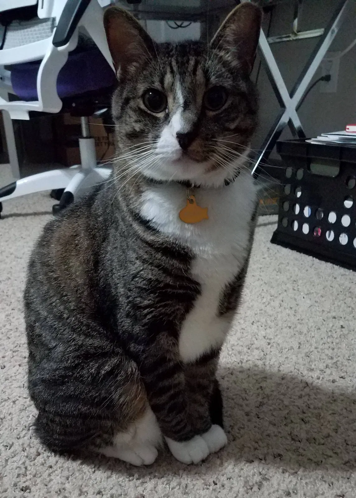 Lost cat in Morrisville, NC, 27560