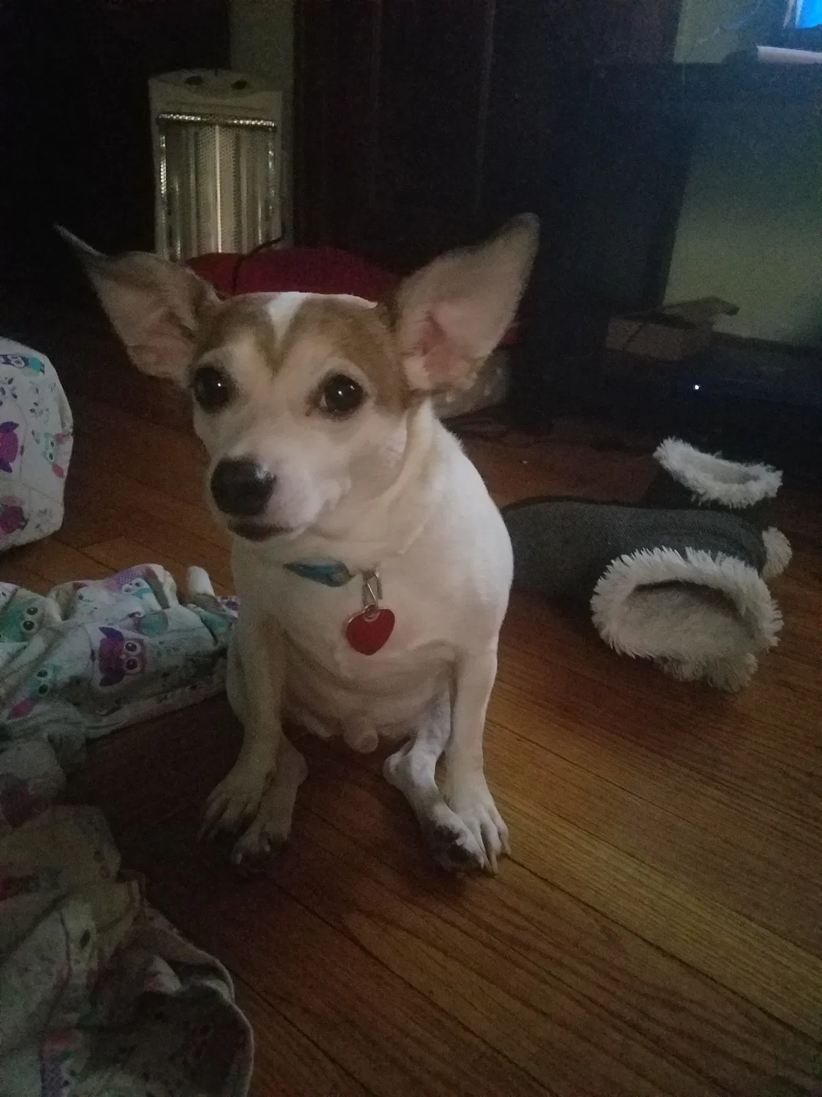 Lost dog in Chicago, IL, 60629