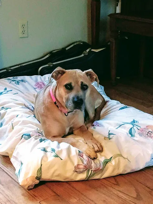 Lost dog in Greer, SC, 29651