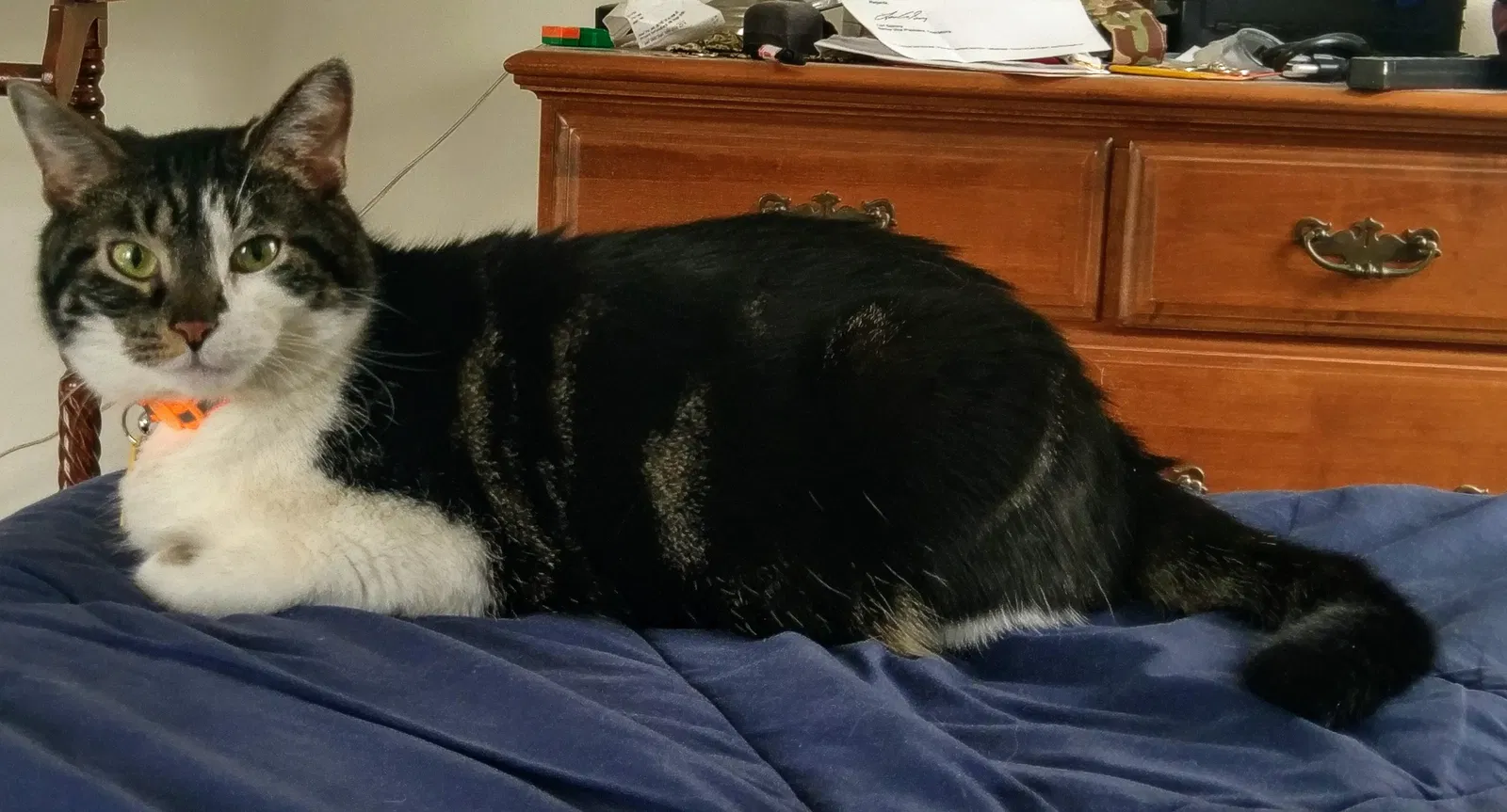 Lost cat in Reynoldsburg, OH, 43068