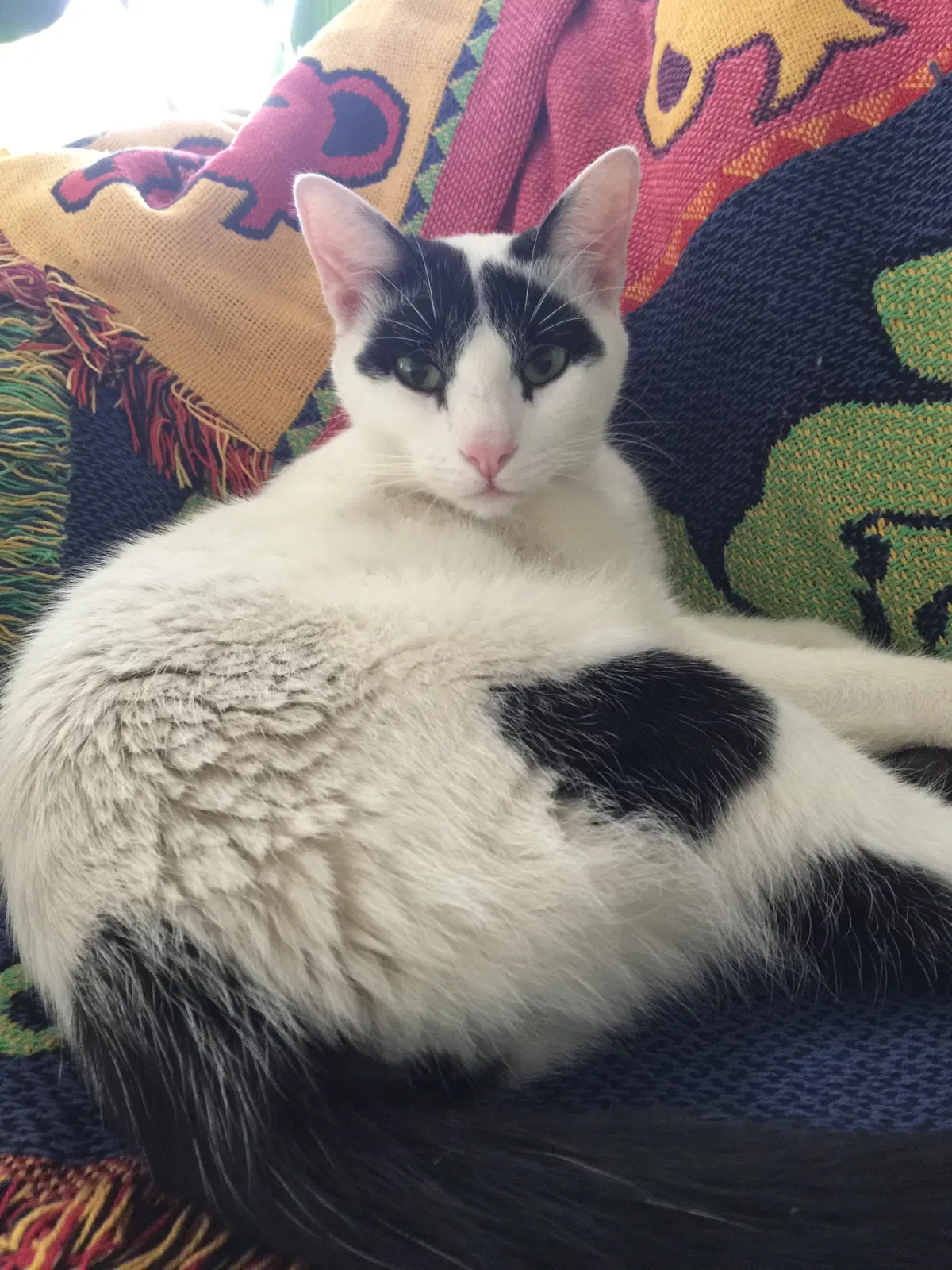 Lost cat in Grand Rapids, MI, 49548