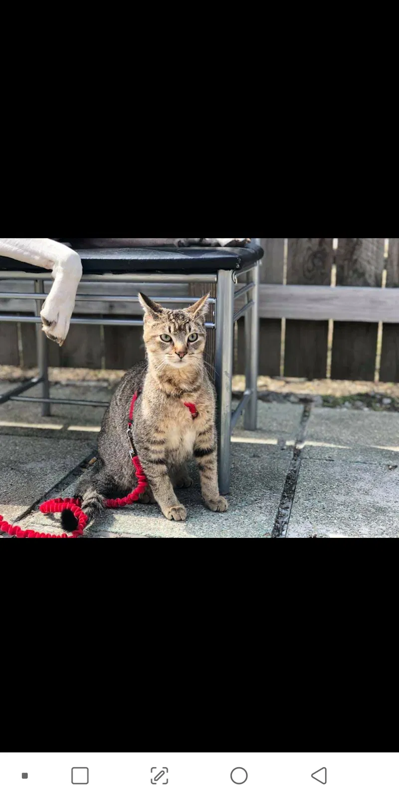 Lost cat in Roseville, MI, 48066