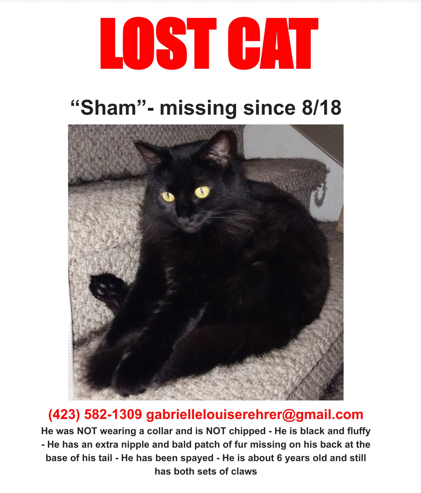 Lost cat in Chattanooga, TN, 37421