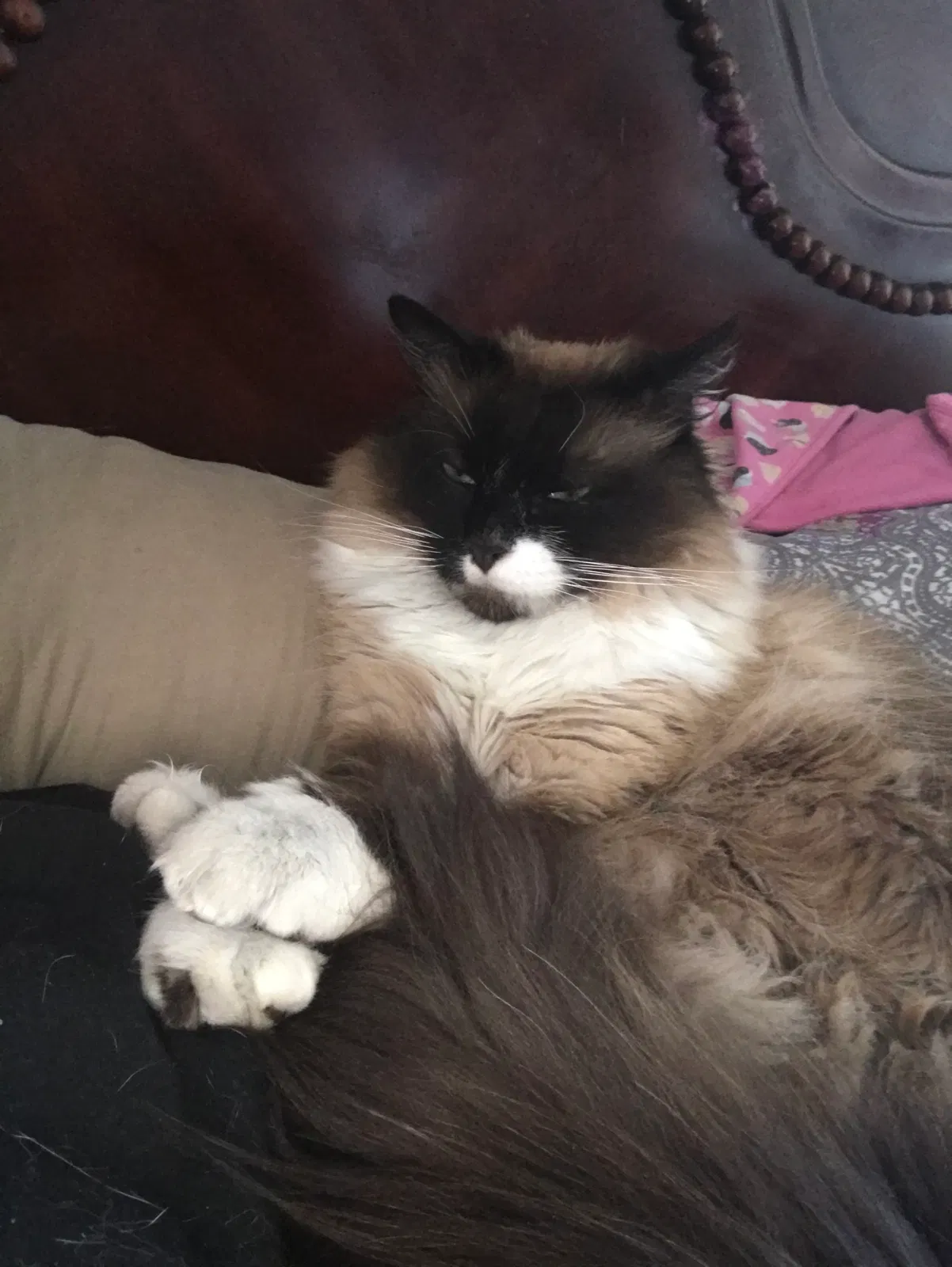 Lost cat in Roseville, CA, 95678