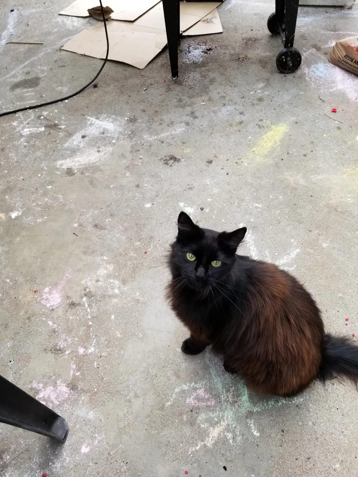 Lost cat in Marysville, WA, 98270