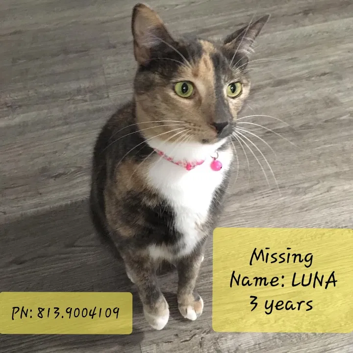Lost cat in Tampa, FL, 33614