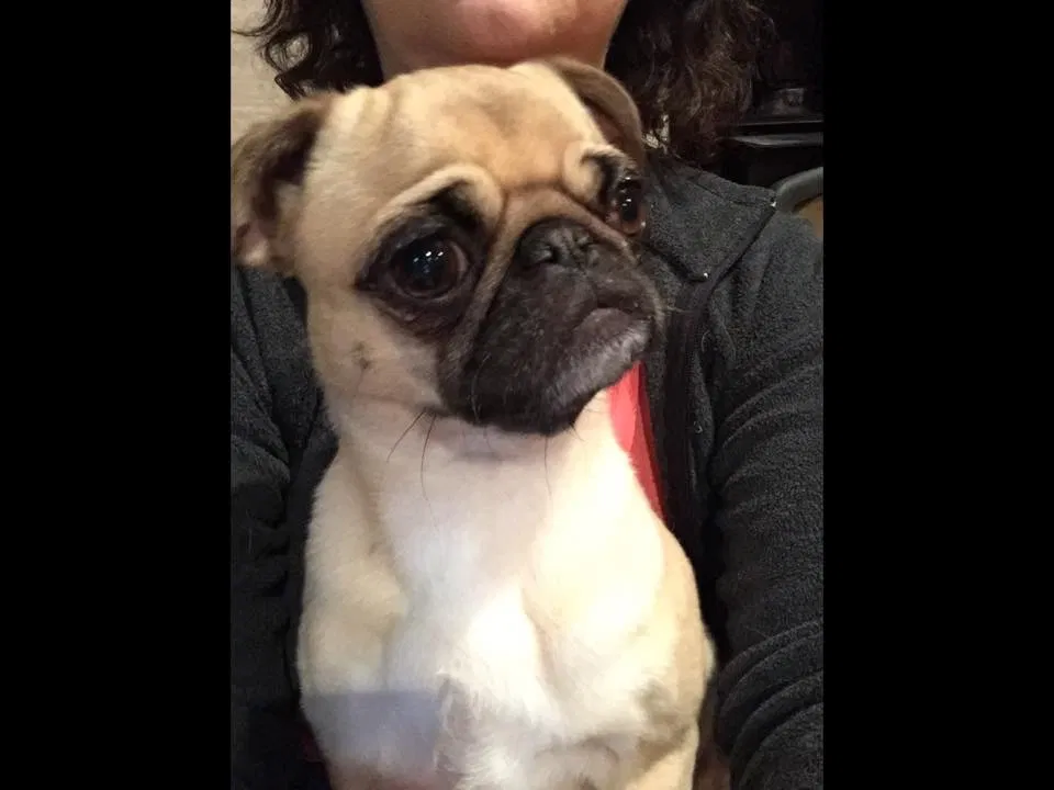 Lost dog in Central Point, OR, 97502