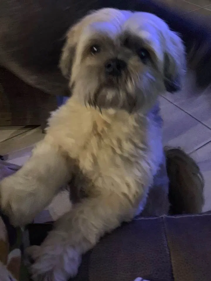 Lost dog in Kissimmee, FL, 34741