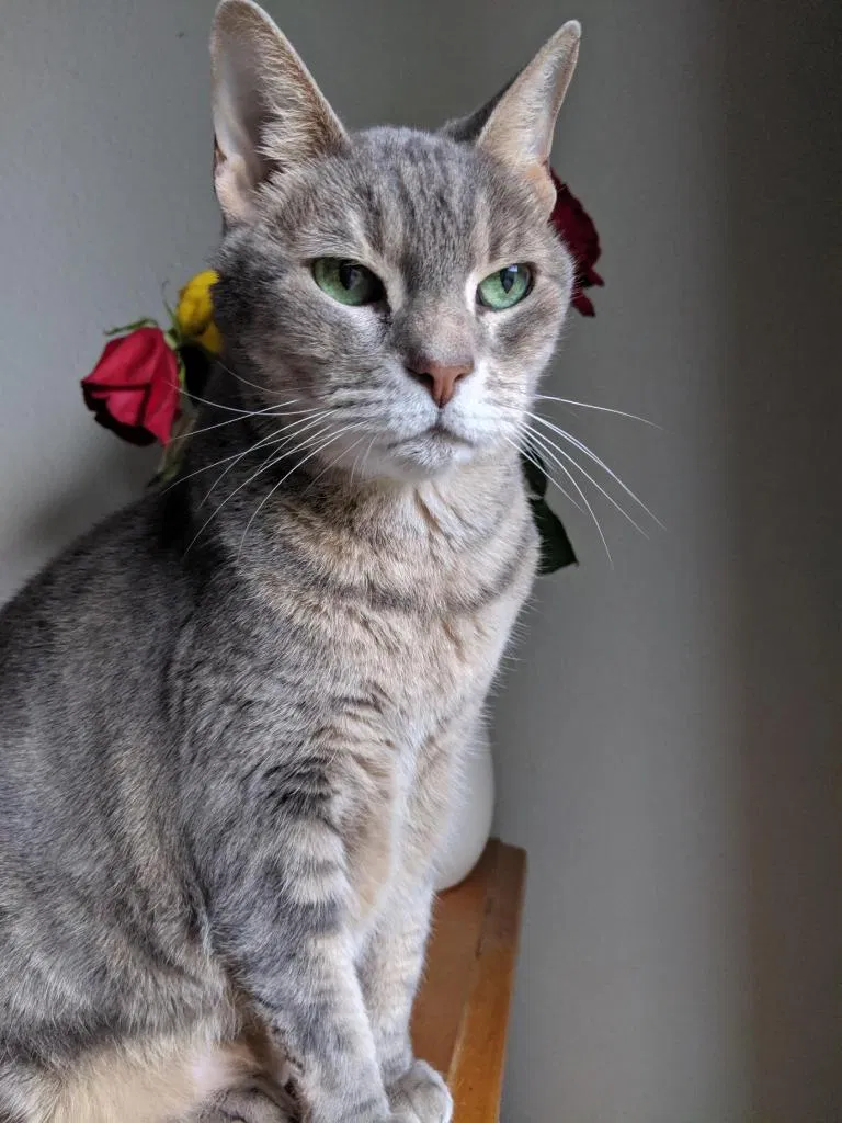 Lost cat in Clearwater, FL, 33759