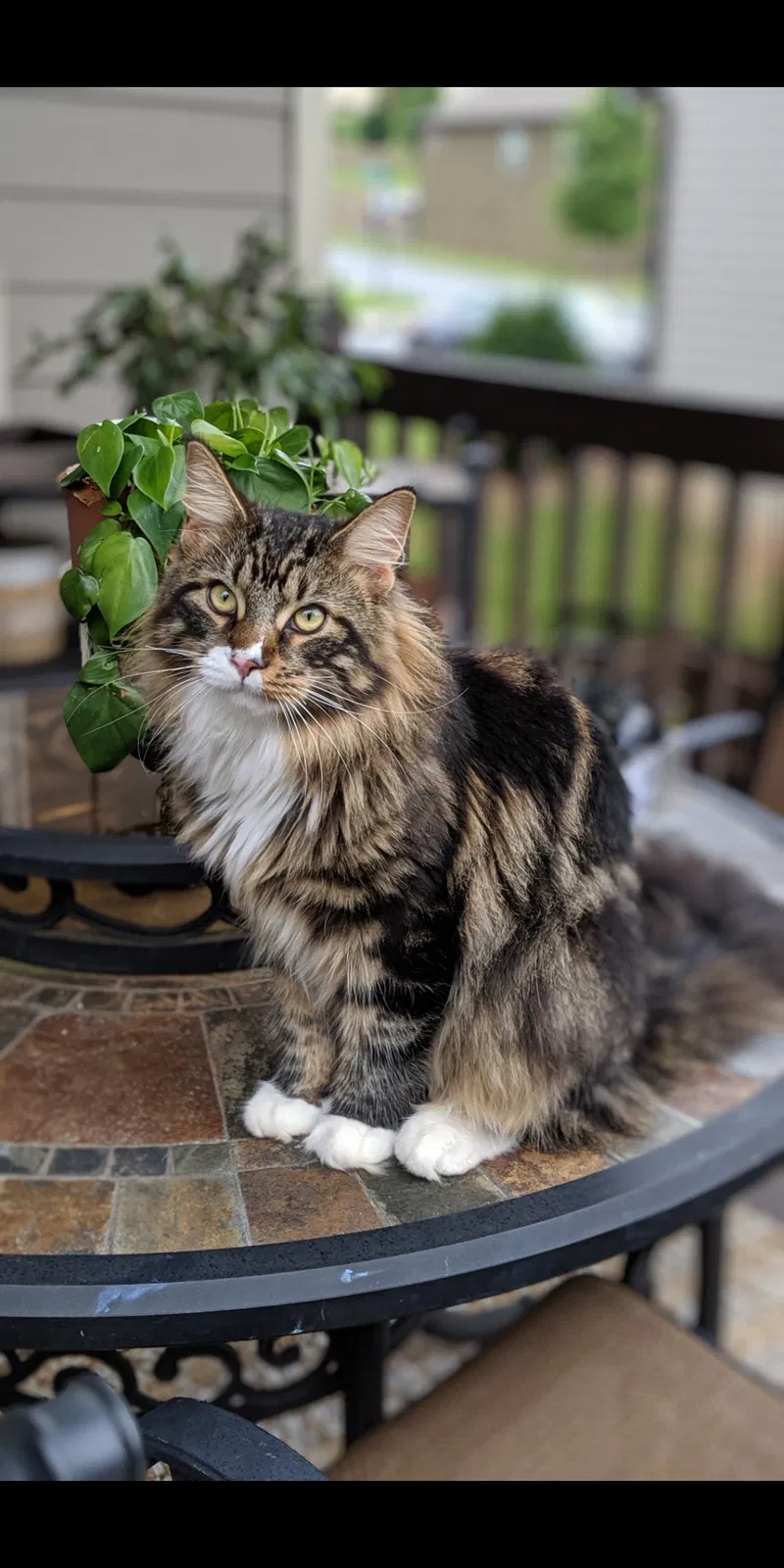Lost cat in Cumming, GA, 30041
