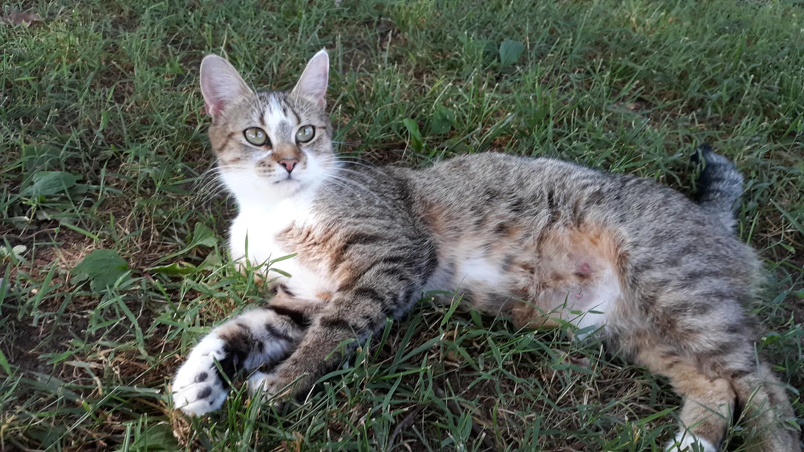 Lost cat in Lenoir City, TN, 37772
