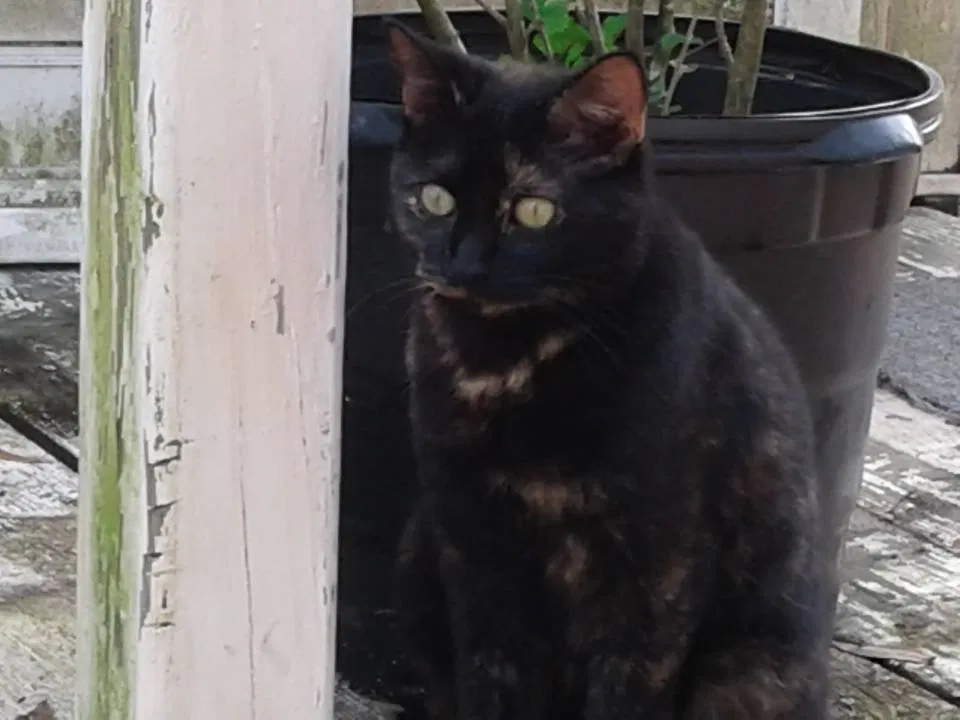 Lost cat in Orange Park, FL, 32065