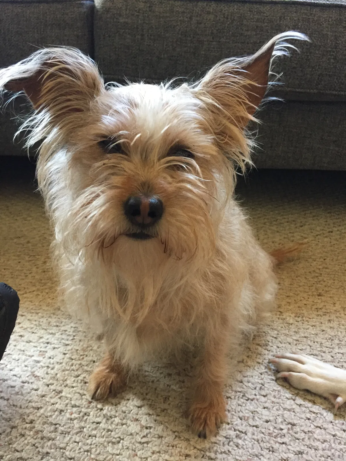 Lost dog in Tulsa, OK, 74112
