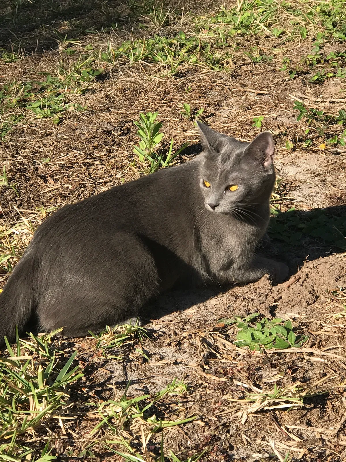 Lost cat in Orlando, FL, 32832