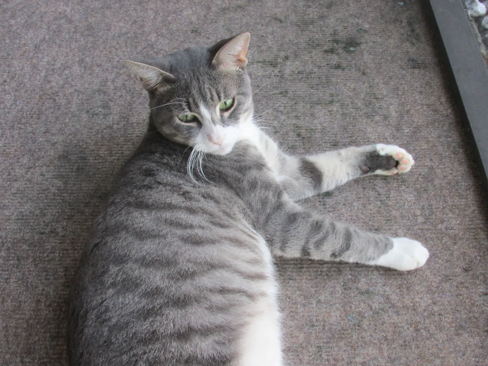 Lost cat in Pompano Beach, FL, 33063